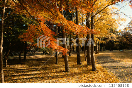 Path of fallen leaves 133408138