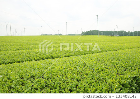 A view of Shizuoka's tea fields, with new shoots growing and a blanket of greenery A view of Shizuoka's tea fields, with new shoots growing and a blanket of greenery 133408142