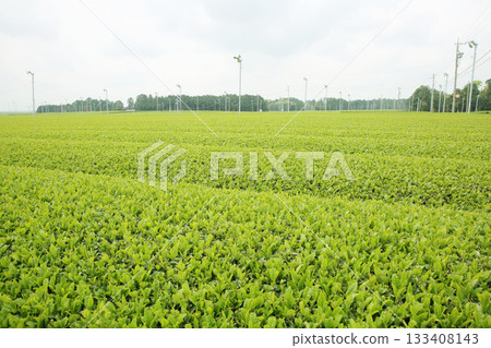 靜岡茶園景色，新芽萌發，綠意盎然。 133408143