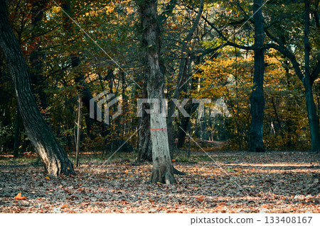 Tall trees in a serene, colorful autumn forest. 133408167