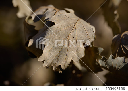 Leaves display their textures under autumn light. 133408168