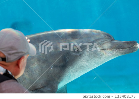 Dolphins engage in friendly and intimate interactions with humans in aquariums. Dolphins engage in friendly and intimate interactions with humans in aquariums. 133408173