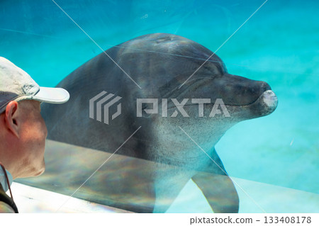 海豚在水族館中與人類進行友善且親密的互動交流 133408178