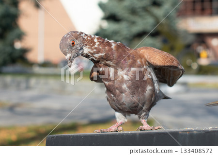 A pigeon in an aggressive stance on the street A pigeon in an aggressive stance on the street 133408572