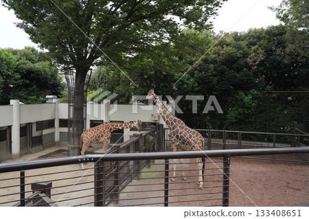 日本橫濱動物園 日本橫濱動物園 133408651