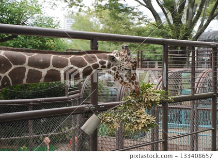 日本橫濱動物園 133408657