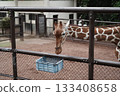 Yokohama Zoo in Japan 133408658