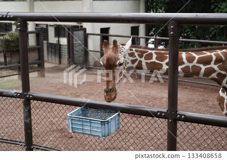 日本橫濱動物園 133408658