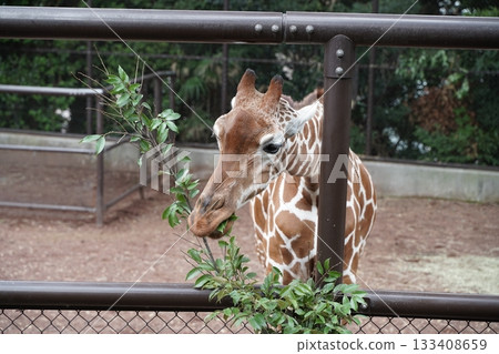 日本橫濱動物園 133408659