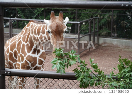 日本橫濱動物園 133408660
