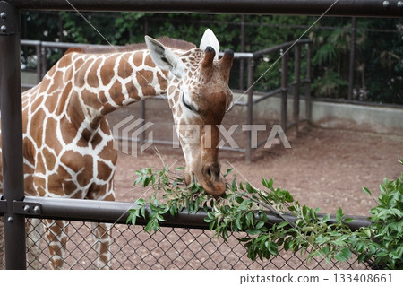 日本橫濱動物園 133408661