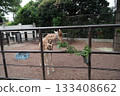 Yokohama Zoo in Japan 133408662