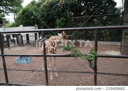 日本橫濱動物園 133408662