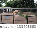 Yokohama Zoo in Japan 133408663