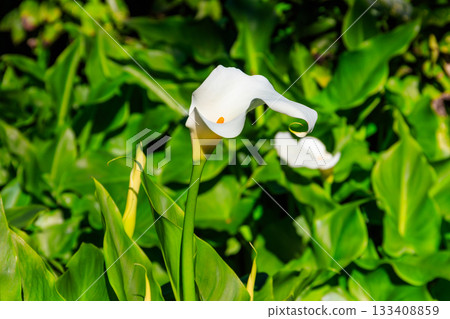 White calla lily (Zantedeschia aethiopica), also known as arum lily in garden 133408859