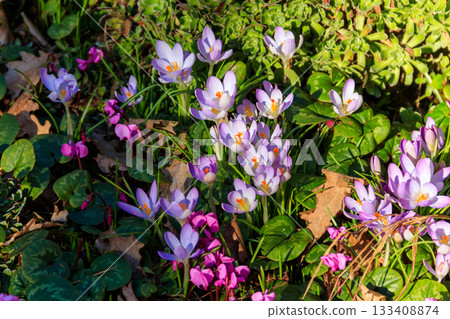 Pink cyclamen flowers and purple crocuses in the garden Pink cyclamen flowers and purple crocuses in the garden 133408874