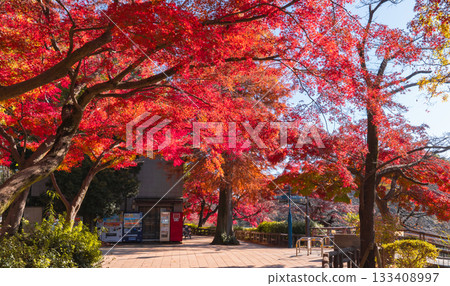 Autumn leaves at Inokashira Park in Kichijoji (Musashino City and Mitaka City, Tokyo) 133408997