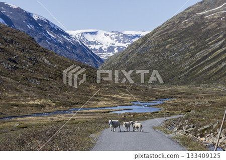 Sheep walking along a road in Leirdalen valley under clear skies in Jotunheimen National Park, Norway 133409125