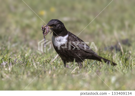 Ring ouzel hunting for worms in Jotunheimen national park, Norway during the vibrant spring season Ring ouzel hunting for worms in Jotunheimen national park, Norway during the vibrant spring season 133409134