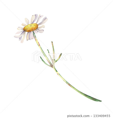 A white daisy flower on a long stem. Watercolor illustration of a wildflower on an isolated background. Botanical drawing for wedding cards and invitations. A white daisy flower on a long stem. Watercolor illustration of a wildflower on an isolated background. Botanical drawing for wedding cards and invitations. 133409455