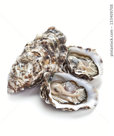 Oysters white background 133409708