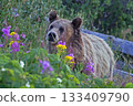 Grizzly Bear in the forest with flower on the foreground, Yellowstone National Park, USA 133409790