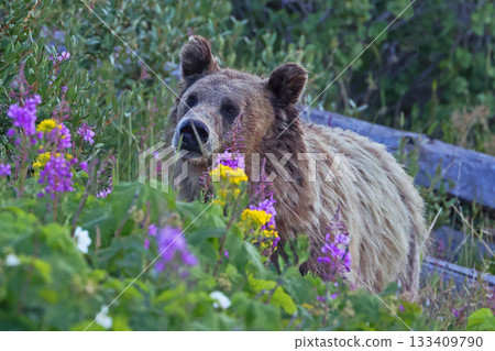 Grizzly Bear in the forest with flower on the foreground, Yellowstone National Park, USA Grizzly Bear in the forest with flower on the foreground, Yellowstone National Park, USA 133409790