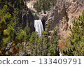 The Grand Canyon of the Yellowstone with the waterfalls surrounded by firs, Wyoming, USA 133409791