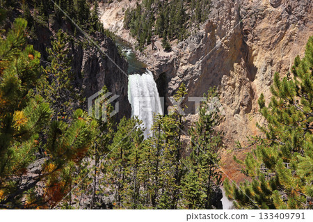 The Grand Canyon of the Yellowstone with the waterfalls surrounded by firs, Wyoming, USA 133409791