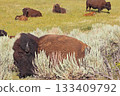 Bisons in Lamar Valley, Yellowstone National Park, USA 133409792