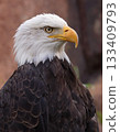 Bald Eagle portrait in Yellowstone National Park, USA 133409793
