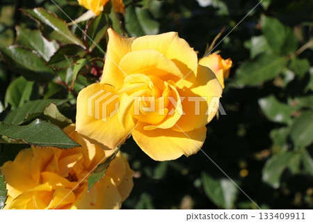Rose Rose 133409911
