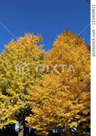 Ginkgo Ginkgo 133409915