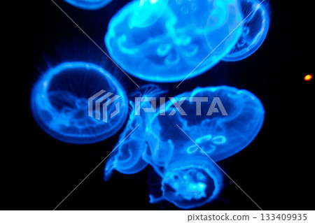 水中漂浮發光的神秘月亮水母群 133409935