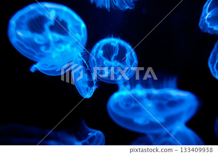 水中漂浮發光的神秘月亮水母群 水中漂浮發光的神秘月亮水母群 133409938