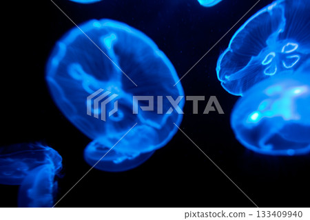 Mysterious swarms of glowing moon jellyfish floating in the water Mysterious swarms of glowing moon jellyfish floating in the water 133409940
