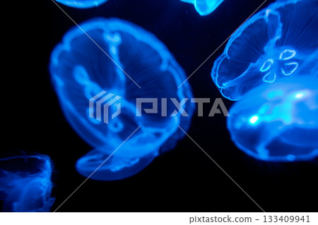 水中漂浮發光的神秘月亮水母群 水中漂浮發光的神秘月亮水母群 133409941