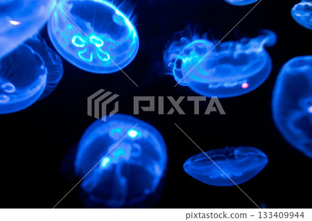 水中漂浮發光的神秘月亮水母群 水中漂浮發光的神秘月亮水母群 133409944