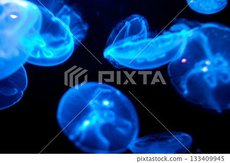 水中漂浮發光的神秘月亮水母群 水中漂浮發光的神秘月亮水母群 133409945