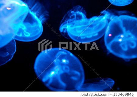 水中漂浮發光的神秘月亮水母群 水中漂浮發光的神秘月亮水母群 133409946