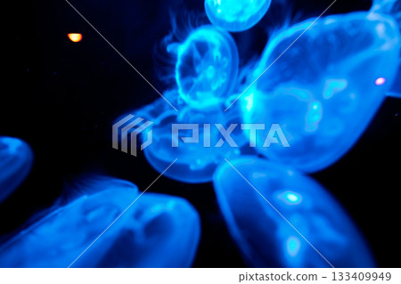 Mysterious swarms of glowing moon jellyfish floating in the water Mysterious swarms of glowing moon jellyfish floating in the water 133409949