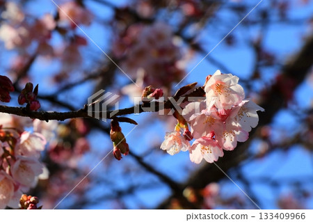 Cherry blossoms against the blue sky 133409966