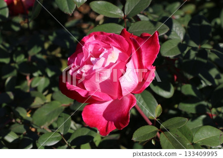 玫瑰 玫瑰 133409995