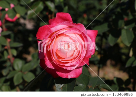 玫瑰 133409996