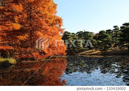 Autumn leaves 133410002