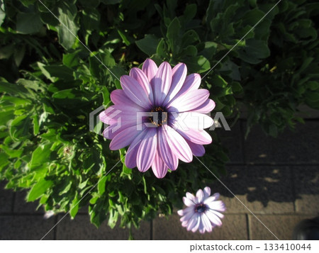 A single lavender pink osteosperma 133410044