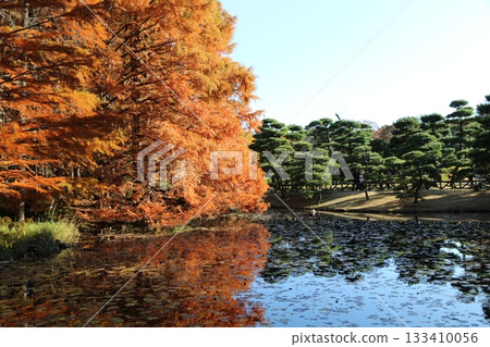 Autumn leaves 133410056