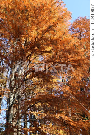Autumn leaves Autumn leaves 133410057