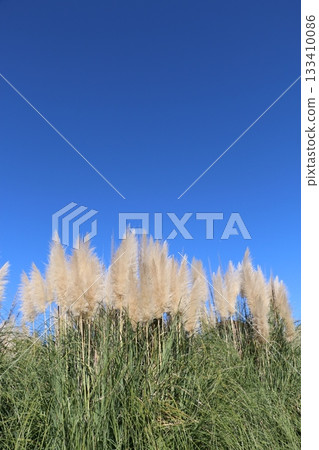 Purple reed Purple reed 133410086
