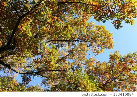 Autumn leaves 133410094